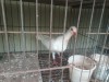 Exchange white denish madi